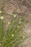 Ware's hairsedge